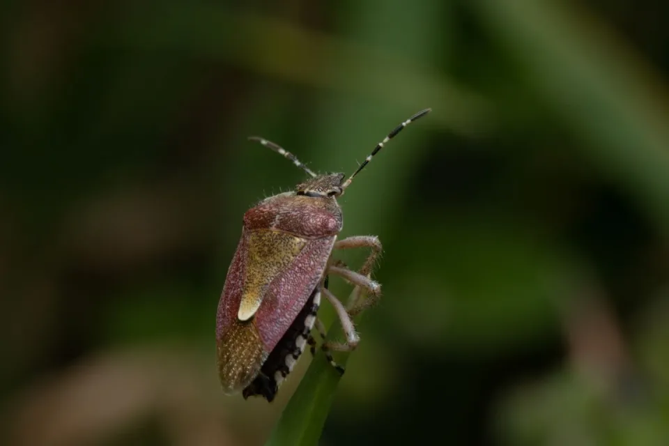 Stink Bug — Pest Control Stink Bug — Pest Control