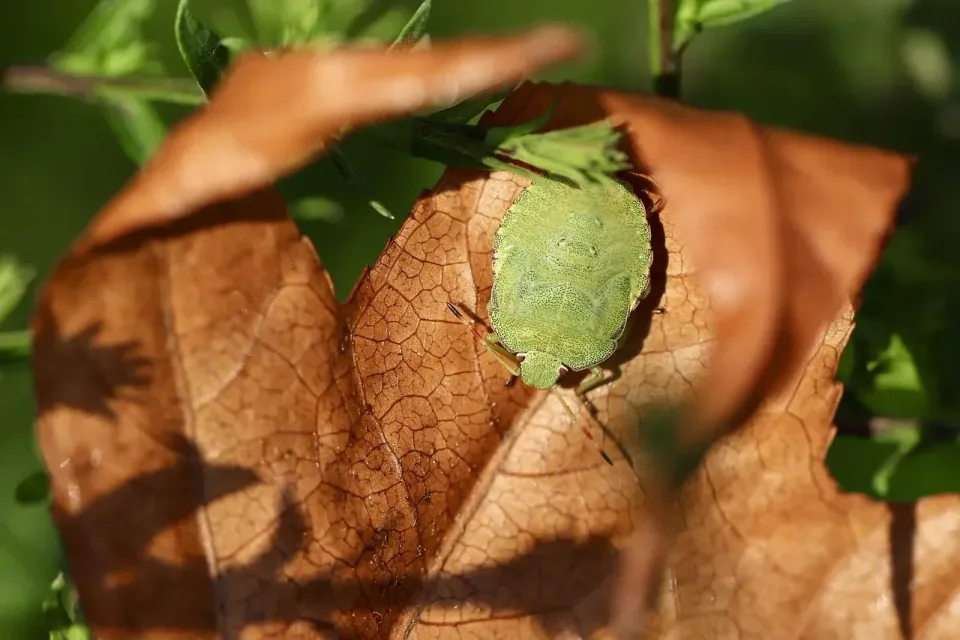 Stink Bug — Pest Control