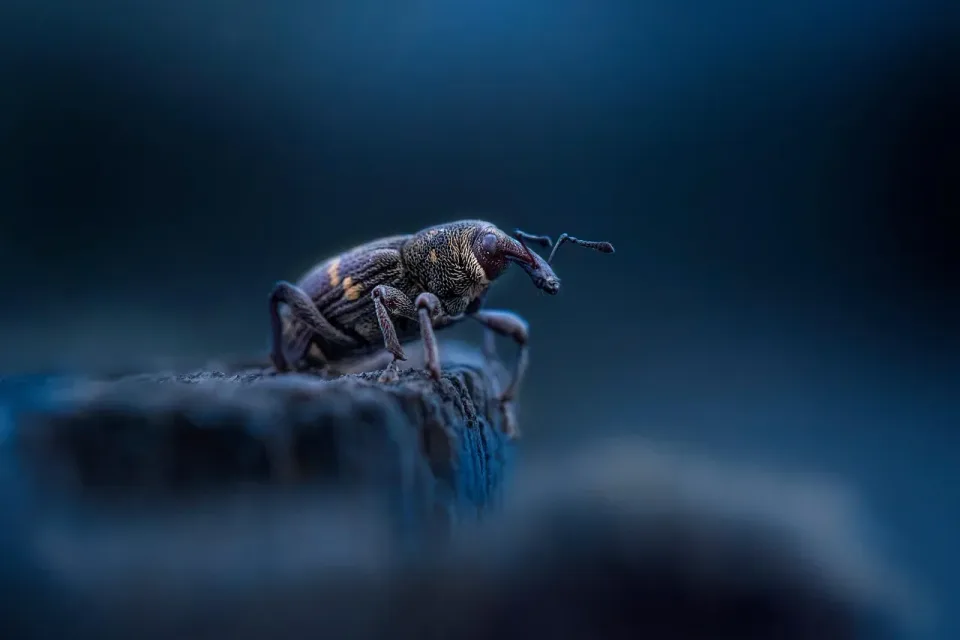 Weevil — Pest Control