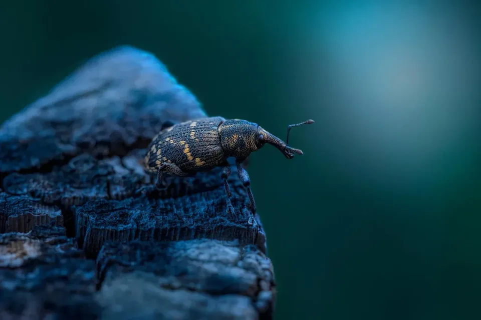 Weevil — Pest Control